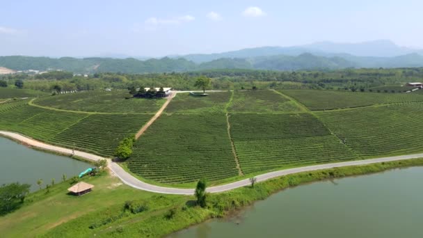 Letecký Pohled Krajinu Čajové Plantáže Severním Thajsku Chiang Rai — Stock video