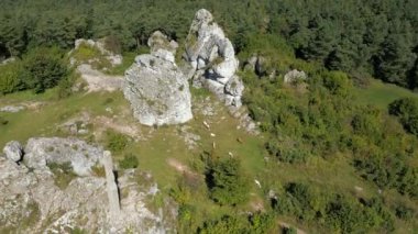 Yeşil dağlarda otlayan keçilerin hava manzarası.