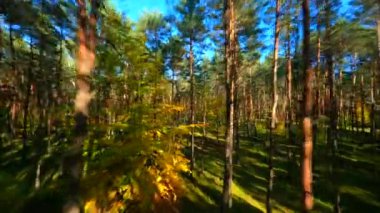 FPV insansız hava aracı sonbahar ormanlarında sorunsuz uçuyor..