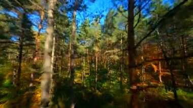 FPV sonbahar ormanlarında sorunsuz uçuyor..