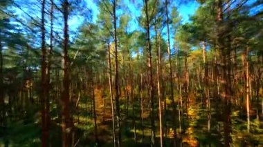 FPV sonbahar ormanlarında sorunsuz uçuyor..