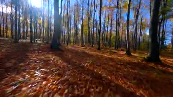 Fpv Drohne Fliegt Sanft Durch Den Herbstwald — Stockvideo