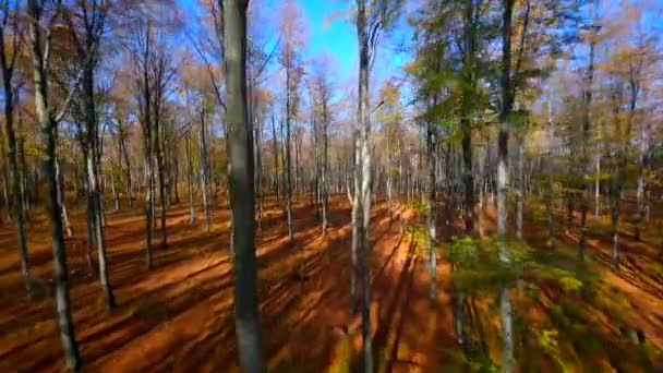 秋の森でのFpvドローン滑らかなフライト — ストック動画