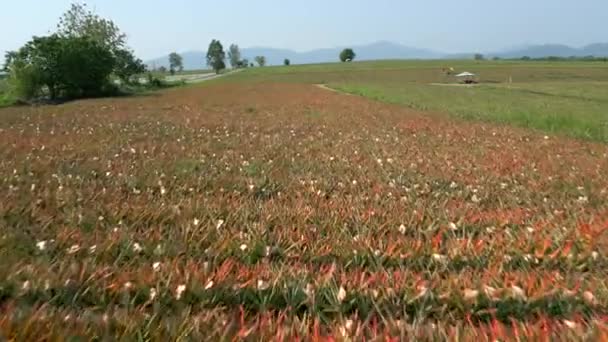 Ananas Plantage Veld Chiang Rai Het Noorden Van Thailand — Stockvideo