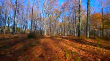 FPV sonbahar ormanlarında sorunsuz uçuyor..