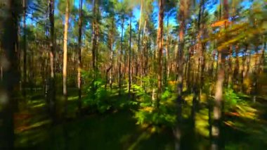 FPV sonbahar ormanlarında sorunsuz uçuyor..
