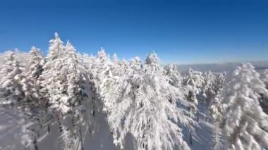 Dağlardaki peri masalı manzarasında, bir çam ormanında, karla kaplı ağaçlara yakın uçuyor..