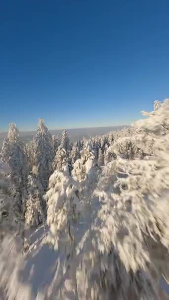 Volare Vicino Agli Alberi Innevati Una Foresta Invernale Pini Paesaggio — Video Stock