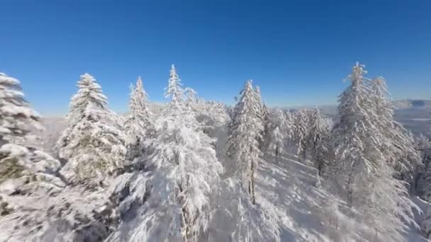 Полет Рядом Заснеженными Деревьями Сосновом Зимнем Лесу Сказочных Пейзажах Горах — стоковое видео