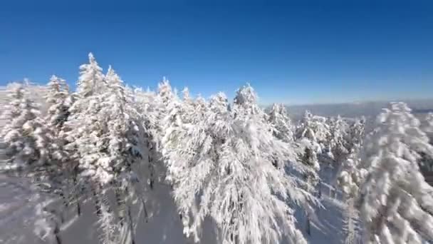 山の美しい景色で松の森で雪に覆われた木に近い飛行 — ストック動画