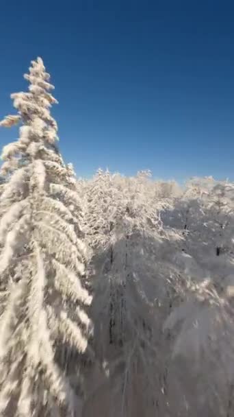 Volare Vicino Agli Alberi Innevati Una Foresta Invernale Pini Paesaggio — Video Stock