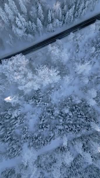 Karla Kaplı Çam Ağaçları Olan Bir Kış Peri Masalı Dağ — Stok video