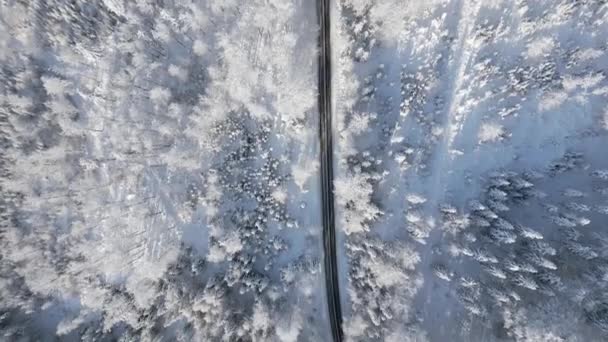 Karla Kaplı Çam Ağaçları Olan Bir Kış Peri Masalı Dağ — Stok video