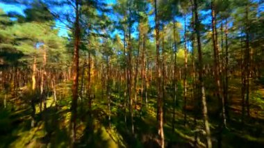 FPV sonbahar ormanlarında sorunsuz uçuyor..