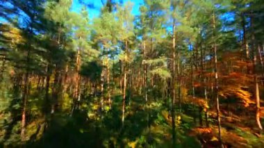 FPV sonbahar ormanlarında sorunsuz uçuyor..
