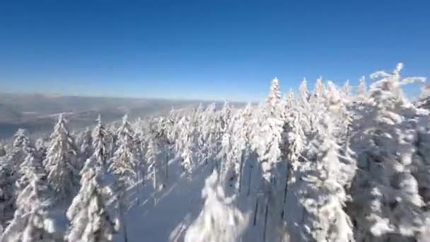 Voando Perto Árvores Cobertas Neve Uma Floresta Inverno Pinho Cenário — Vídeo de Stock