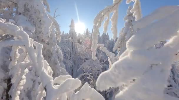 Удивительный Полет Дрона Fpv Среди Заснеженных Деревьев Сосновом Зимнем Лесу — стоковое видео