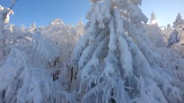 Niesamowity Lot Dronem Fpv Wśród Pokrytych Śniegiem Drzew Bajkowym Lesie — Wideo stockowe