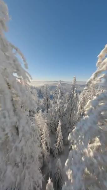 Удивительный Полет Дрона Fpv Среди Заснеженных Деревьев Сказочном Зимнем Лесу — стоковое видео