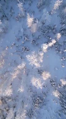 Soğuk, güneşli bir kış ormanında karla kaplı ağaçların en üst görüntüsü..