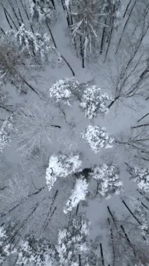 Soğuk bir kış ormanında karla kaplı ağaçların en üst görüntüsü.