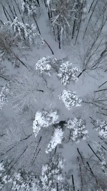 Widok Góry Pokrytych Śniegiem Drzew Zimnym Lesie Zimowym — Wideo stockowe