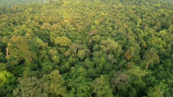 タイの古いタワーの木や緑豊かな緑の熱帯雨林を日当たりの良い日に眺める — ストック動画