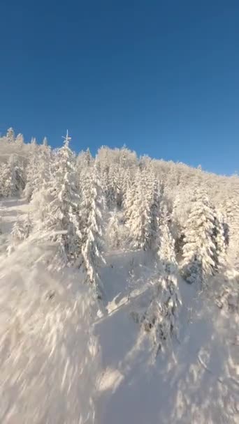 Fpv Drone Latający Śnieżnośnieżnym Lesie Zimowym Górach Słoneczny Dzień — Wideo stockowe