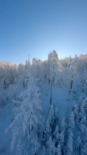 Flying Close Snow Covered Trees Snowy Winter Forest Mountains Sunrise — Stock Video