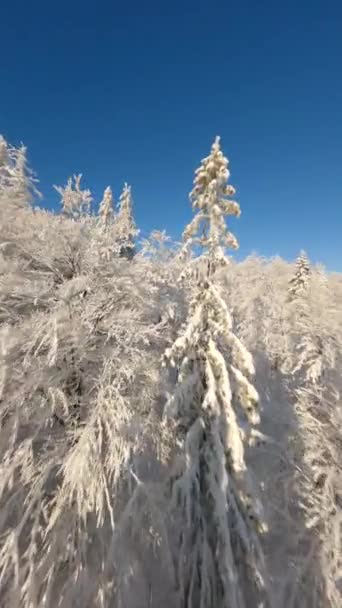 Flying Close Snow Covered Trees Pine Winter Forest Fairytale Scenery — Stock Video