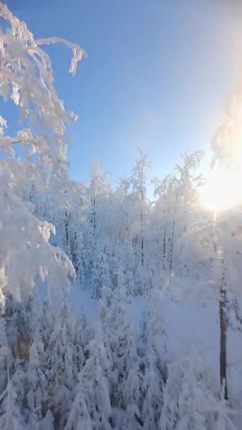 Πετώντας Ανάμεσα Χιονισμένα Δέντρα Ένα Χιονισμένο Χειμερινό Δάσος Στα Βουνά — Αρχείο Βίντεο