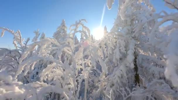 Niesamowity Lot Dronem Fpv Wśród Pokrytych Śniegiem Drzew Śnieżnym Lesie — Wideo stockowe