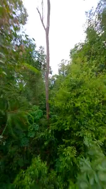 Latanie Przez Bujny Tropikalny Las Deszczowy Gęstymi Liśćmi Egzotycznej Flory — Wideo stockowe