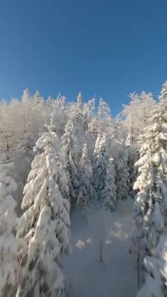 Volare Vicino Agli Alberi Innevati Una Foresta Invernale Innevata Montagna — Video Stock