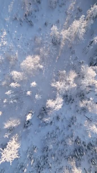 Κάτοψη Χιονισμένων Δέντρων Παγωμένο Ηλιόλουστο Χειμερινό Δάσος — Αρχείο Βίντεο