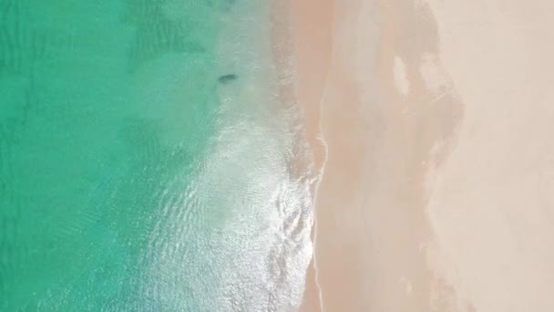 Vista Superior Una Playa Tropical Transparente Arena Blanca Mar Tranquilo — Vídeos de Stock