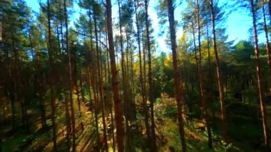 FPV insansız hava aracı sonbahar ormanlarında güneş ışınları geliyor..