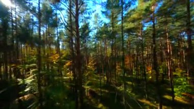 FPV insansız hava aracı sonbahar ormanlarında güneş ışınları geliyor..