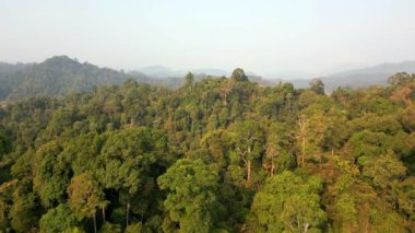 Tayland 'ın Khao Sok kentindeki yemyeşil yağmur ormanlarının hava manzarası..