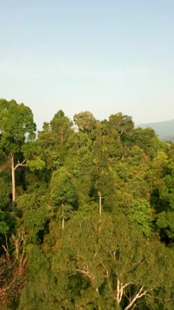 Vista Aérea Selva Tropical Siempreverde Lago Cheow Lan Khao Sok — Vídeos de Stock
