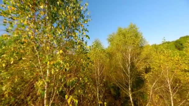在白桦林的秋天的树冠上飞翔 — 图库视频影像