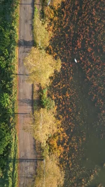 Sonbahar Parkında Beyaz Kuğu Manzarası — Stok video