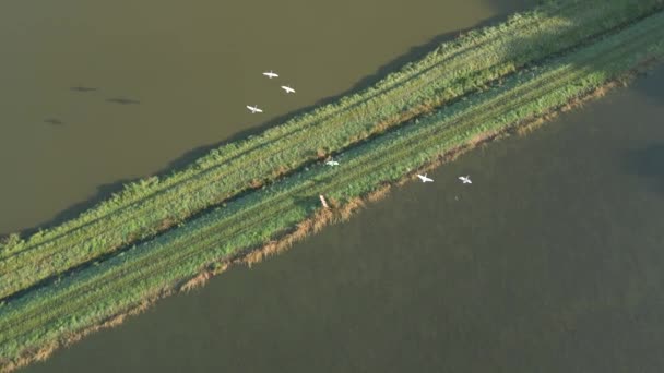 俯瞰秋天池塘上空飞舞的白天鹅 — 图库视频影像