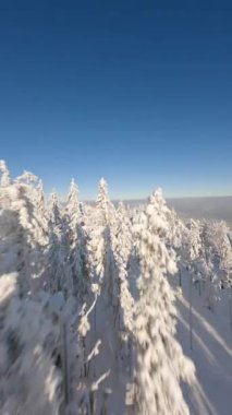 FPV insansız hava aracı, dağlardaki peri masalı manzarasında, çam ormanında, karla kaplı ağaçlara yakın uçuyor..