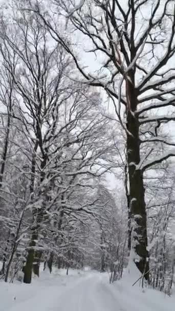 寒い冬の森で雪に覆われた道の上を滑らかな飛行 — ストック動画