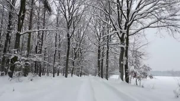 Soğuk Kış Ormanlarında Karla Kaplı Bir Yolda Pürüzsüz Bir Uçuş — Stok video