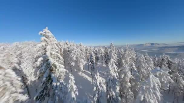 Dron Fpv Lecący Blisko Pokrytych Śniegiem Drzew Sosnowym Lesie Zimowym — Wideo stockowe