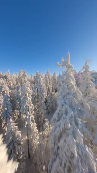 山の美しい景色の松の冬の森で雪に覆われた木に近いFpvドローン — ストック動画