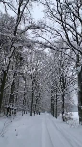 Voo Suave Através Floresta Fria Inverno Coberta Neve — Vídeo de Stock