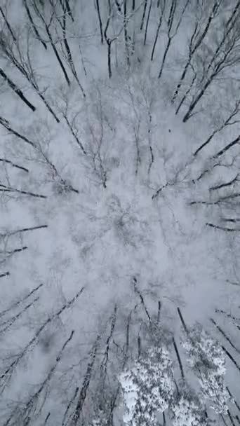 Bovenaanzicht Van Torenhoge Bomen Een Koud Winterbos — Stockvideo